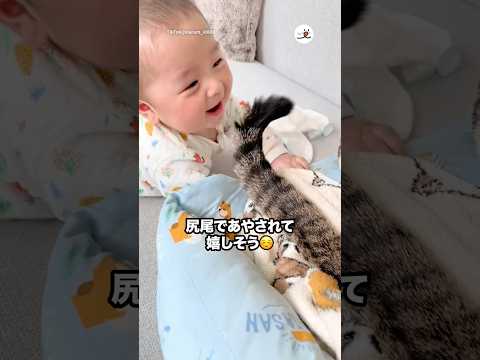 尻尾であやされて嬉しそう｜PECO サムネイル