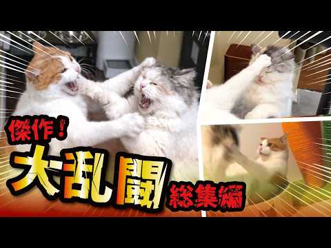 たぬき（猫）とゴリラ（猫）の大喧嘩がこちら【総集編】 サムネイル