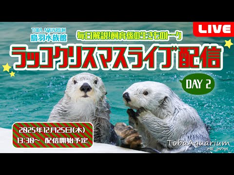 話題沸騰！鳥羽水族館のラッコクリスマスライブ配信【DAY2】
