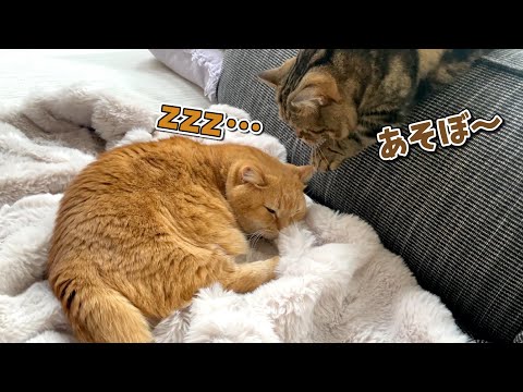 お気に入りの布団で愛猫が冬眠しちゃいました…！ サムネイル