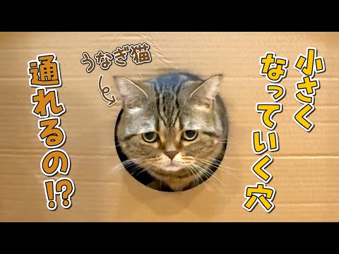 話題の短足マンチカンが見せる神回！ボックス遊びで魅せた可愛すぎる姿