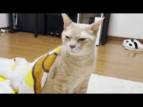 GWはカゴに入るだけの猫の一日に密着