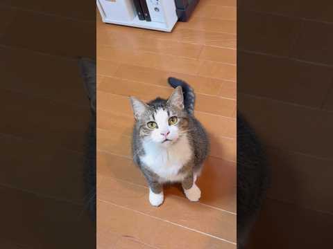 オデコ、はーい