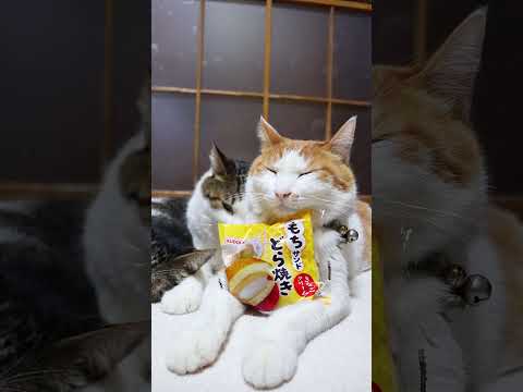もちサンドどら焼き（きなこクリーム）　260412　のせ猫　 cat　 cute　 猫のいる暮らし　 kitten… サムネイル