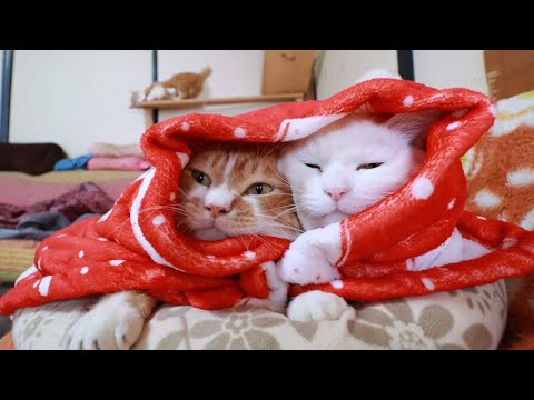 ハートおくるみぼーたま　260215 サムネイル