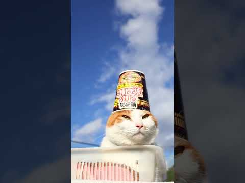 魔改造カップヌードル　260120　のせ猫　 cat cute cutecat　 pets　 ネコ funny ani… サムネイル