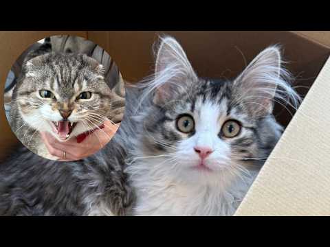 【LIVE】レオンくん去勢がんばろうね！安全祈願の猫雑談ライブ🐱✨ サムネイル