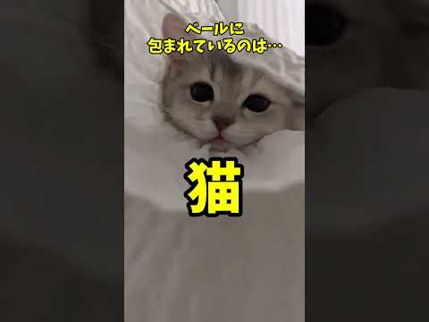 しあわせが渋滞してます