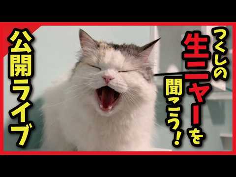 【超レア】つくしの生ニャーを聞く緊急ライブ配信！！ サムネイル