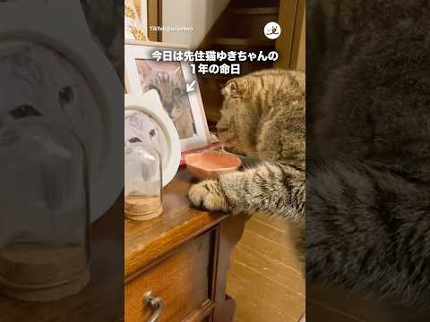先住猫のお供えごはん食べる猫｜PECO サムネイル