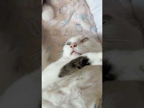 久々のぱっかーんチョです！ #shorts