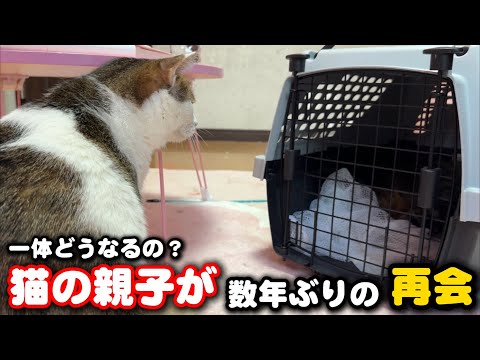 猫の親子が数年ぶりに再会したら予想外の展開に… サムネイル