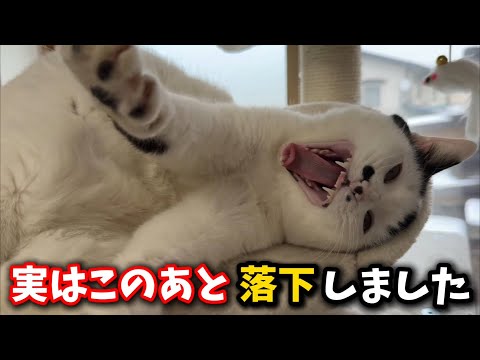 人間が大好きすぎてタワーから落下しちゃう子猫 サムネイル