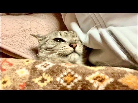 99%が5分で眠くなる😴 ｜猫×水の音｜Deep Relax｜Cat Purring & Wooden Balls サムネイル