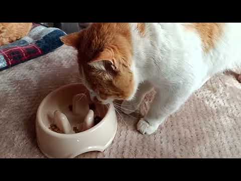 ぼーちゃんがライブ配信中！　2026年3月24日 のハイライト 14:07:00 - 14:12:00 野良猫 サムネイル