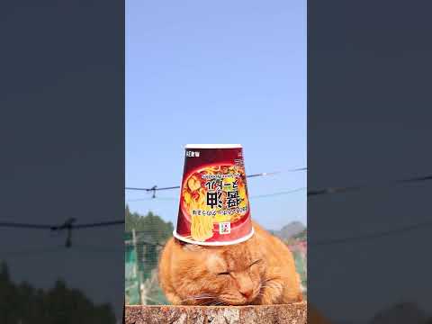 醤油ヌードル 260609 cat のせ猫 cute lifeisbutadream 醤油ヌードル cutecat…