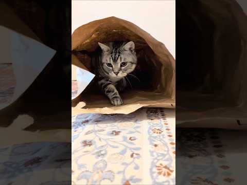アメショーのラッテ アメショ アメリカンショートヘア ＃猫との暮らし猫と暮らす家猫 サムネイル
