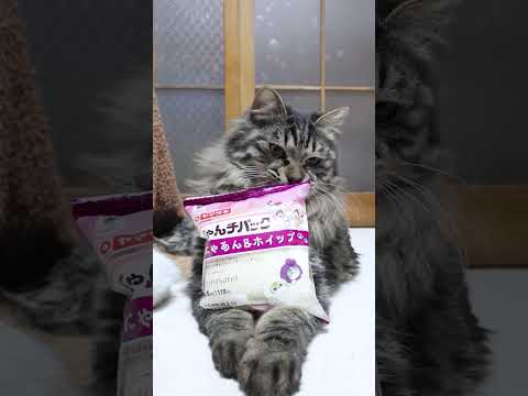 にゃんチパック（にゃあん&ホイップ）　260217　のせ猫 familymart 　 cat cute  猫のいる暮ら… サムネイル