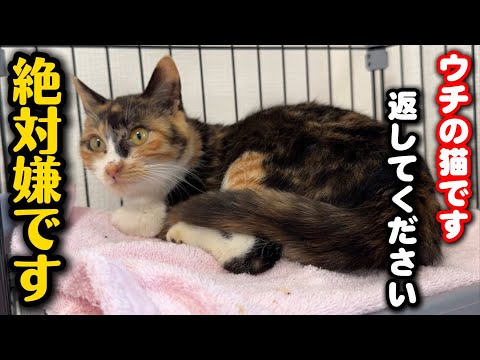 保護した猫の飼い主を名乗る人から電話がきました サムネイル