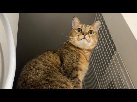 知らない人が来るとピタっとマネキン化する猫がこちらです サムネイル