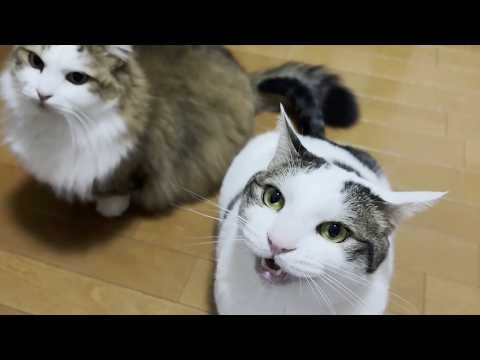 太った原因が判明した猫 サムネイル