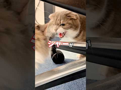 りっちゃんたちに新しい家族が増えたんですが･･･新入りレオン君はみんなと無事に打ち解けられるのか！？😭😭😭 猫 サムネイル