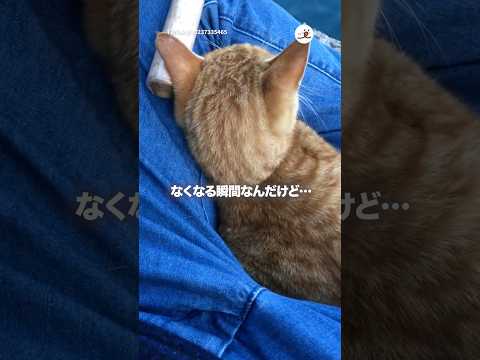 釣りしてたら野良猫さん乗ってきた｜PECO サムネイル