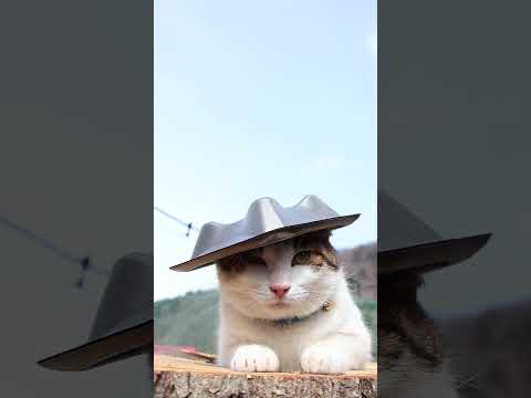 黒い帽子　260423　のせ猫　 cat　 cute　 kitty  猫　 kitten　 ねこ　　　 cutecat サムネイル