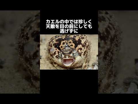 デブガエルが敵に出会った結果恐ろしい行動に出る サムネイル