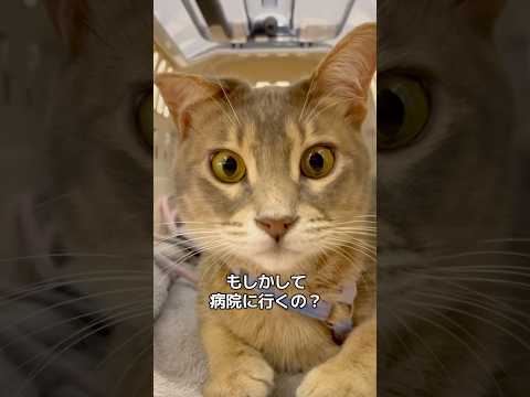 病院が怖い猫ちゃん。先生に会ってみたら…｜PECO