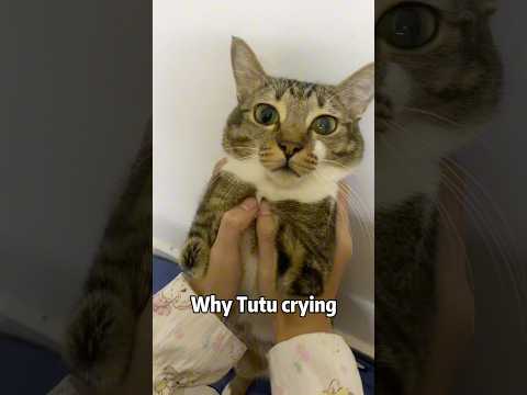 Why Tutu crying サムネイル