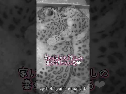 ユキヒョウさん愛が深すぎるって サムネイル