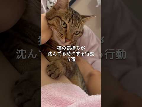 猫の気持ちが沈んでる時にする行動3選 猫 ねこ 猫のいる暮らし ねこのいる生活 保護猫 猫好きさんと繋がりたい 雑学… サムネイル