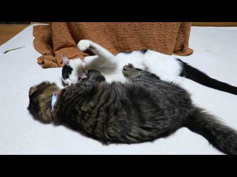 じゃれ合うチビクロ　260221 サムネイル