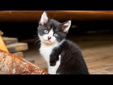 古民家で保護した子猫全員が旅立つことになりました