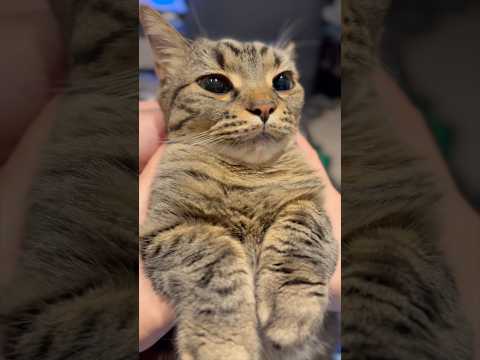 胸毛もふもふプリンセスが可愛すぎるwww cat 猫