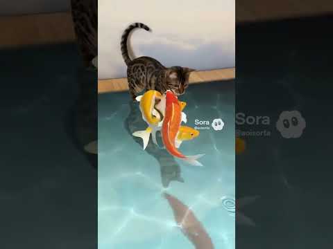 ミャク子ベンガルcat bengarufunny ベンガル猫