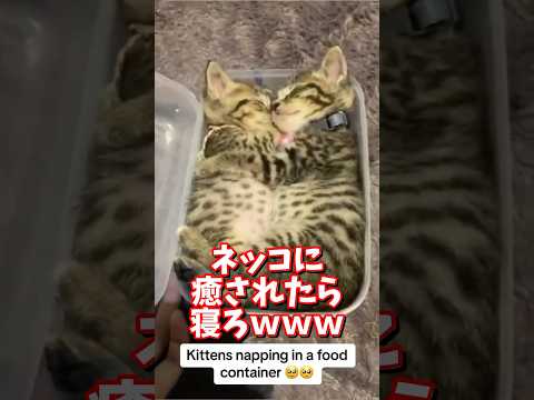 ネッコの動画で癒されたら寝ろｗｗｗ　2ch  動物  猫 癒やし ねこ動画 サムネイル