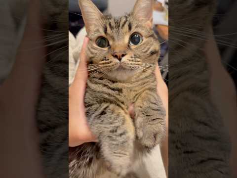 世界一可愛いﾌﾟﾁたぬき、もふもふされてしまう...♪ cat 猫 サムネイル