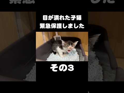 目が潰れた子猫を緊急保護しました【その3】 サムネイル