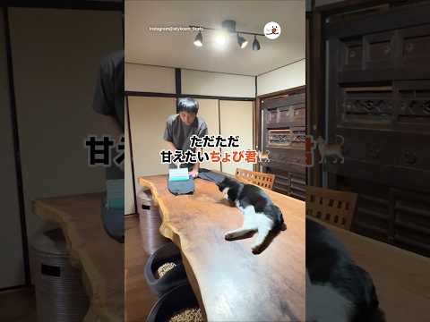 ただただ甘えたいちょび君🐈｜PECO サムネイル