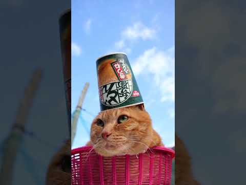 日清タテ型どん兵衛 きつねうどん　260526　 cat のせ猫 kitty　 きつねうどん ネコ cute　 どん兵… サムネイル