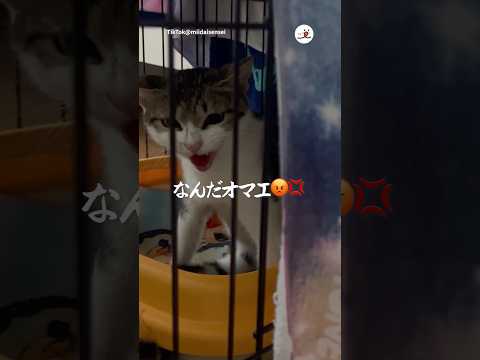 伝えたいけど伝わらない｜PECO サムネイル