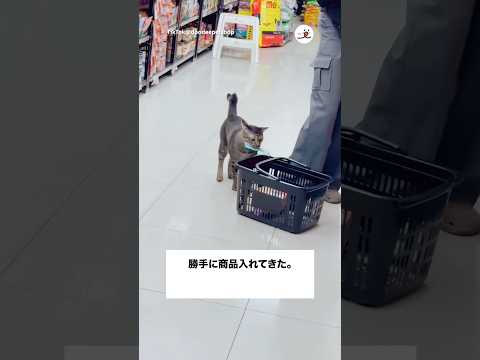 勝手に商品入れてくる猫｜PECO サムネイル