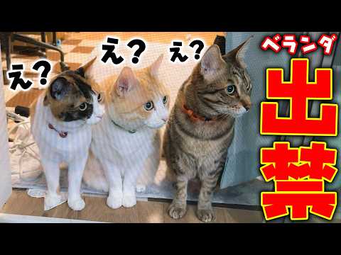 実は猫たちがベランダを出禁になっていました。 サムネイル