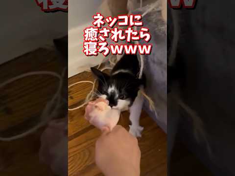 ネッコの動画で癒されたら寝ろｗｗｗ　2ch  動物  猫 癒やし ねこ動画 サムネイル