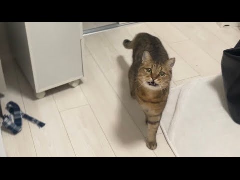 イタズラしてる時が1番楽しそうでいい表情をする猫 サムネイル
