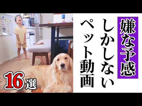 【全部実話です】"やらかし"ハプニング大集合16選🔥｜PECO