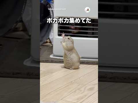 あつまれ！暖かい風♨️｜PECO サムネイル