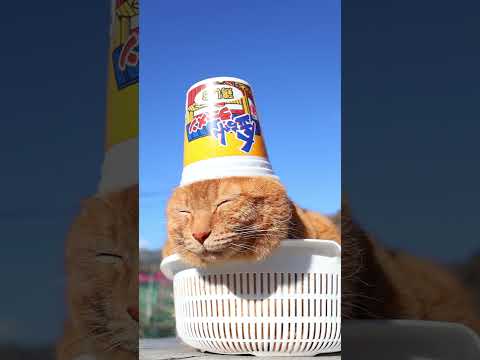 金ちゃんラーメンカップ鶏しお　260312　のせ猫　 cat　 cute　 ネコ　 ねこ　 猫のいる暮らし　 kitt… サムネイル